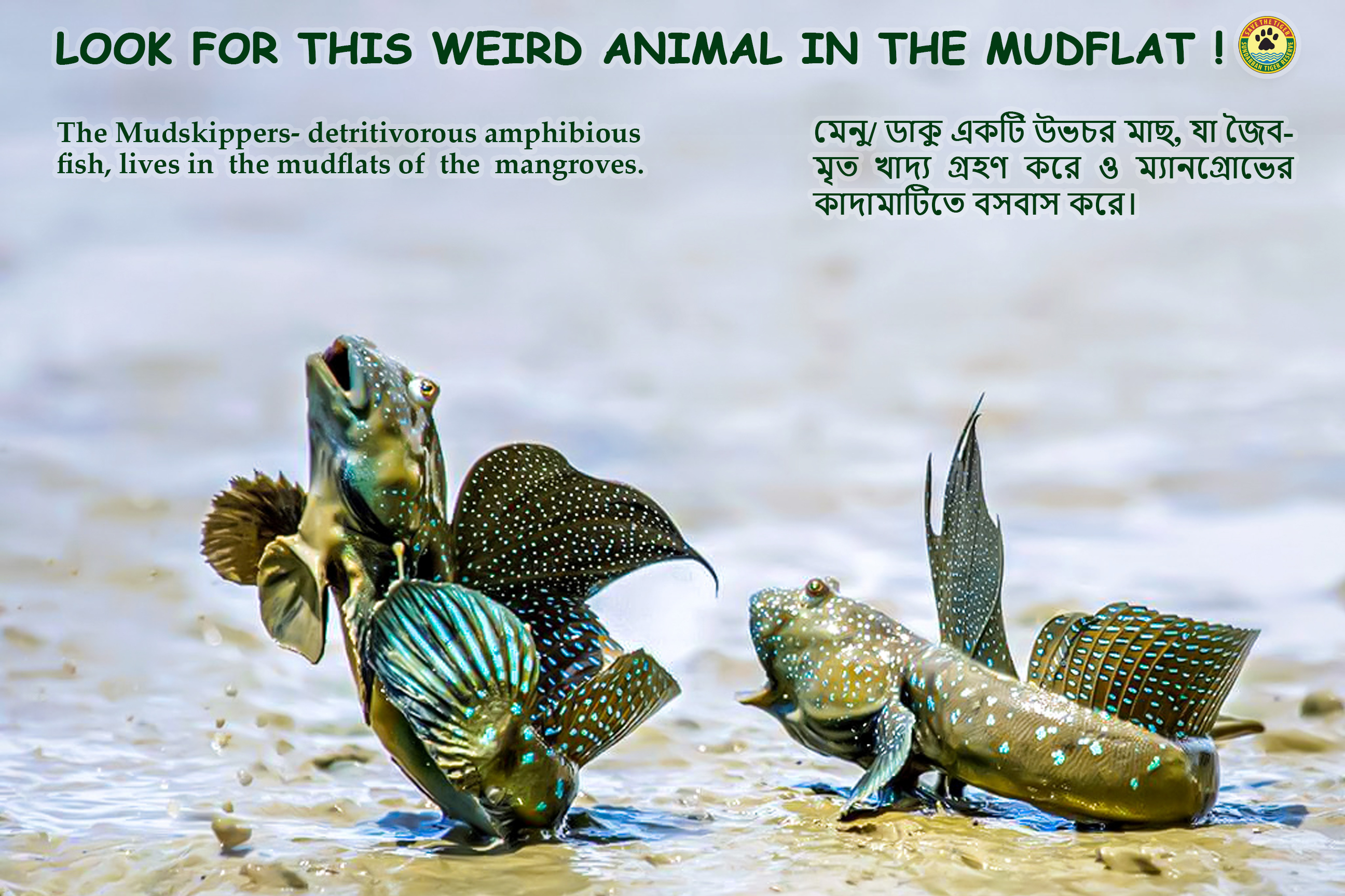 Wildlife in the Mudflat