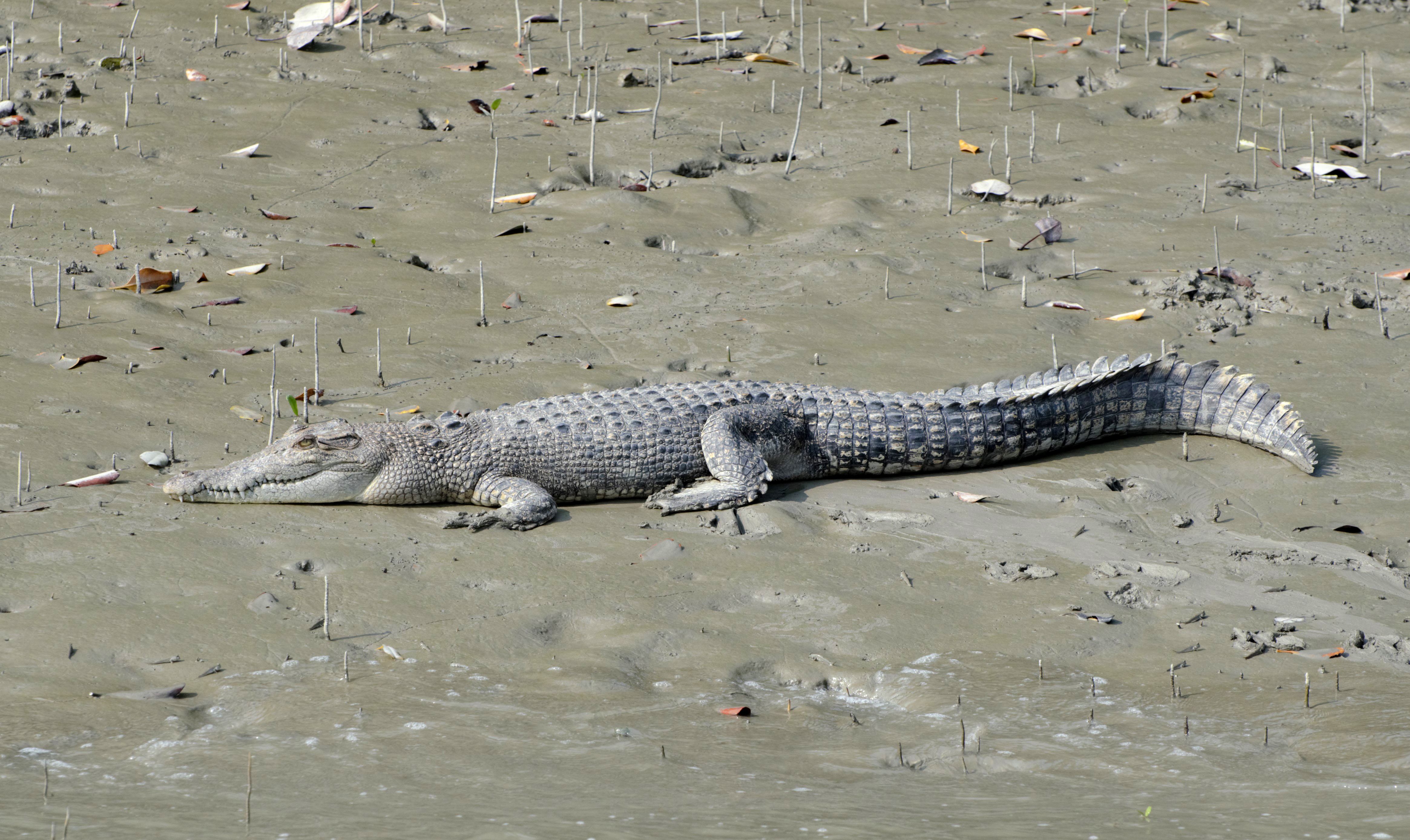 Crocodile